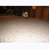 w2037 Attack of Alien Kittens.jpg 229.4K